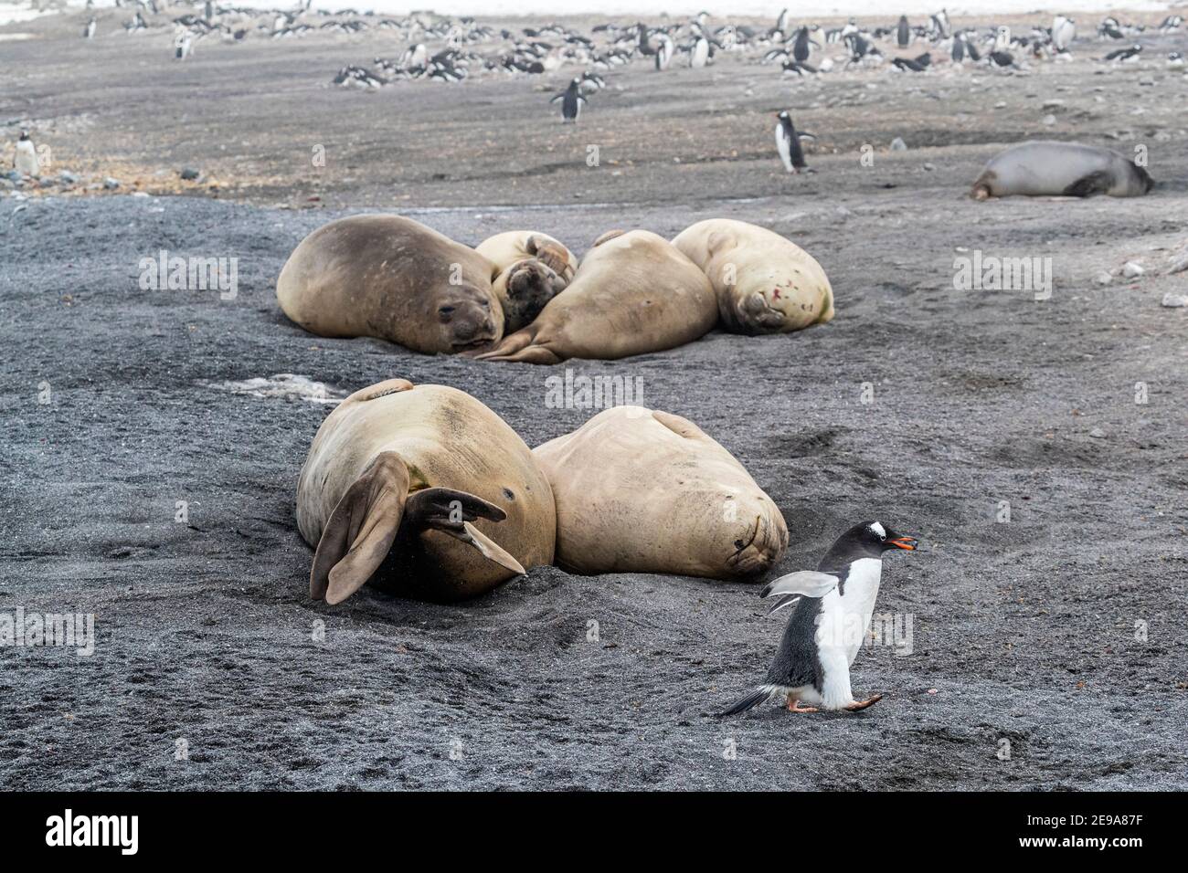 Pinguino di Gentoo, Pigoscelis papua, vicino alle foche degli elefanti alla colonia di riproduzione sull'isola di Barrientos, Antartide. Foto Stock