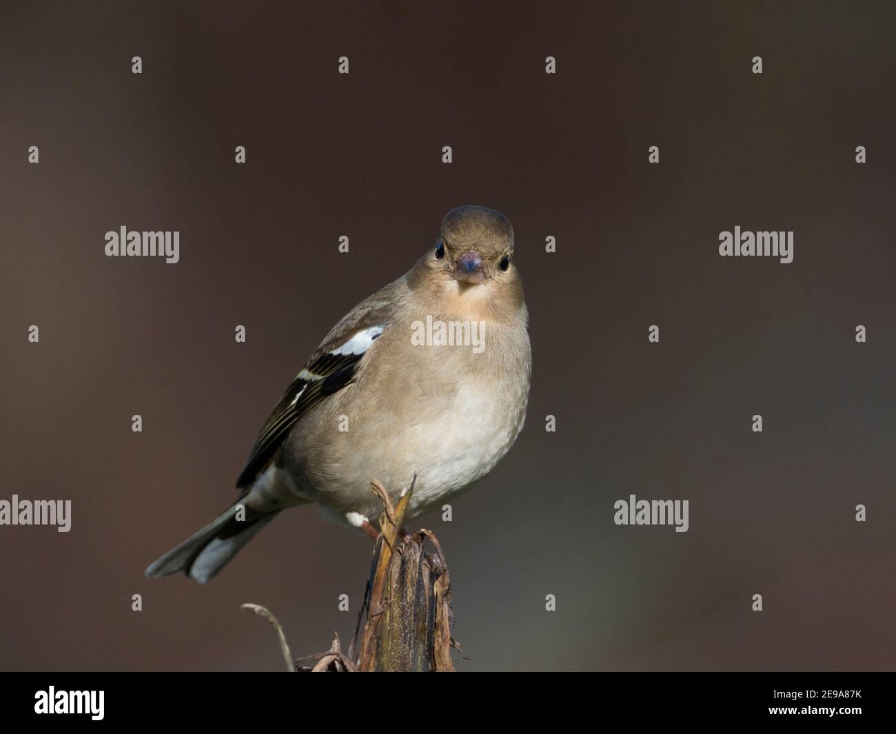 Femmina comune Chaffinch (Fringilla coelebs) seduta su un ramo nella foresta, Scottish Highlands, Regno Unito Foto Stock