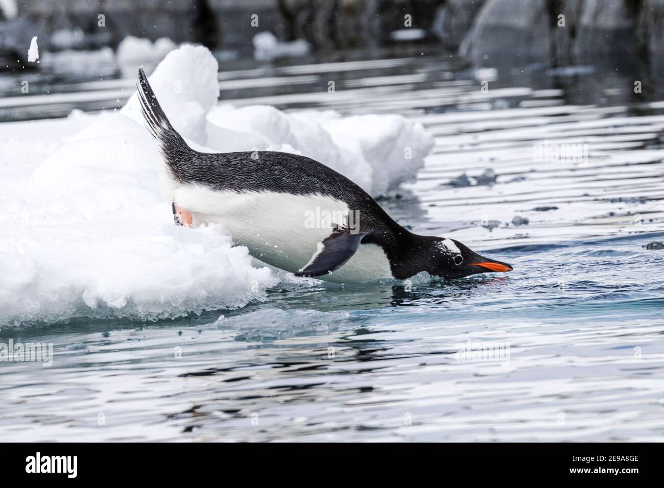 Pinguino di Gentoo, Pigoscelis papua, saltando fuori dal ghiaccio galleggiante a Port Lockroy, Antartide. Foto Stock