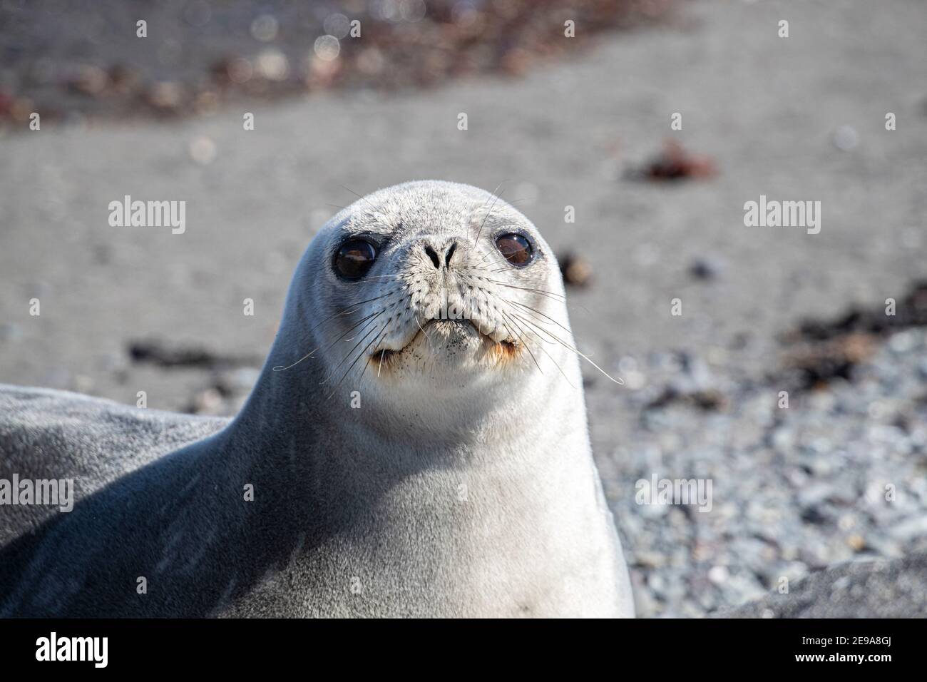 Foca da sposa per adulti, Leptonychotes weddellii, tirata fuori sull'isola di Barrientos, Aitko Island Group, Antartide. Foto Stock