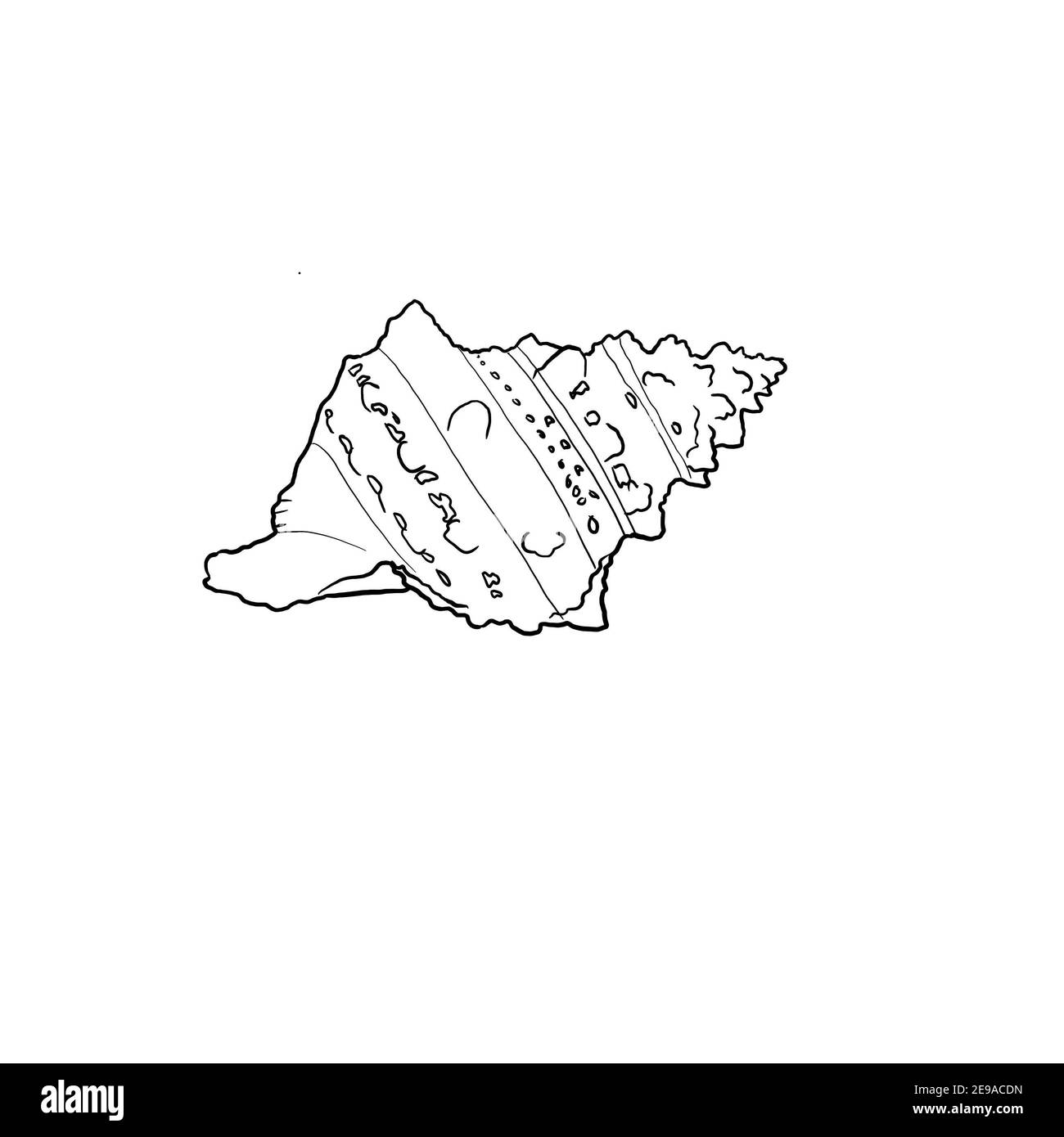 Motivo conchiglia su sfondo. Illustrazione acquerello di alta qualità. Design marino Foto Stock