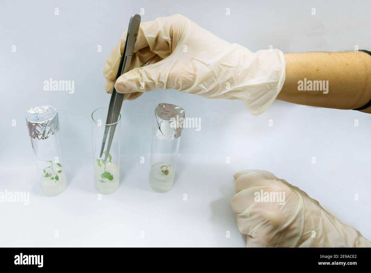 Graftage di piante micro in laboratorio di biotecnologia per la coltivazione in vitro in provetta. Foto Stock