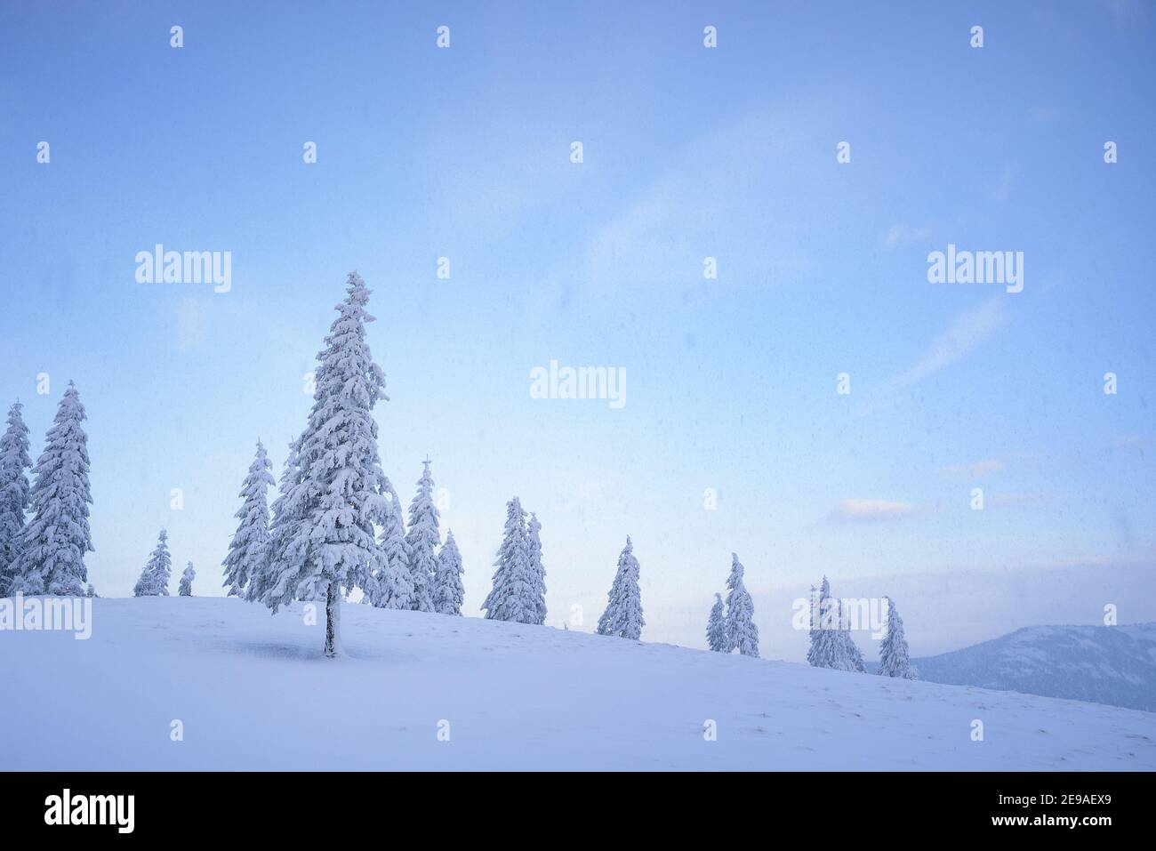 Paesaggio invernale con abeti innevati e nevicate nel montagne Foto Stock