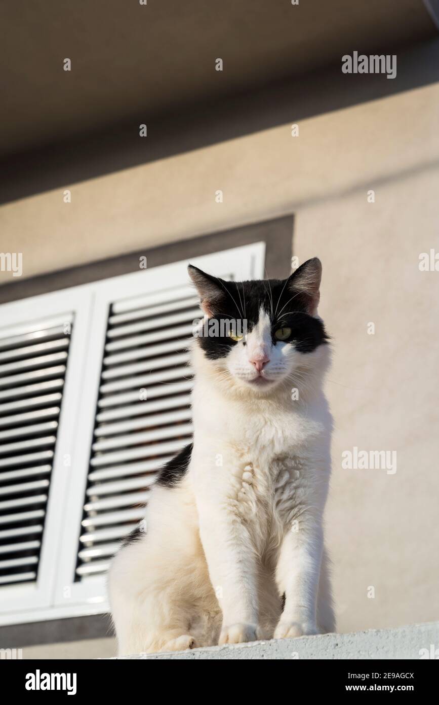 Gatto bianco e nero su balaustra bianca, Isola di Iz, arcipelago di Zara, Dalmazia, Croazia Foto Stock