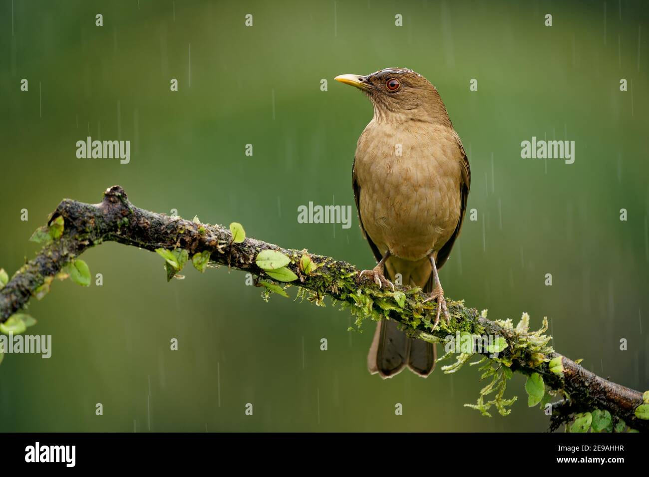 Thrush color argilla - Turdus grayi comune uccello medio americano del Turdidae thrush, uccello nazionale del Costa Rica, conosciuto come lo yiguirro, Clay-colore Foto Stock