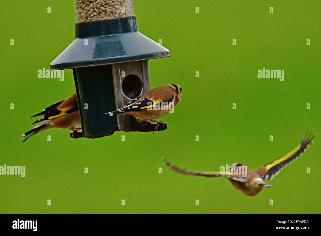 Regno Unito Meteo. In un pomeriggio mite goldfinch in coppie e singoli sono visti appendere sul alimentatore in cerca di cibo durante i mesi invernali di febbraio Foto Stock