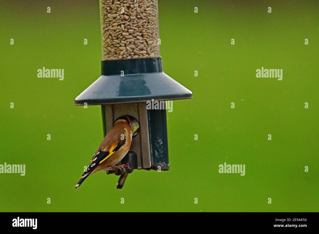 Regno Unito Meteo. In un pomeriggio mite goldfinch in coppie e singoli sono visti appendere sul alimentatore in cerca di cibo durante i mesi invernali di febbraio Foto Stock