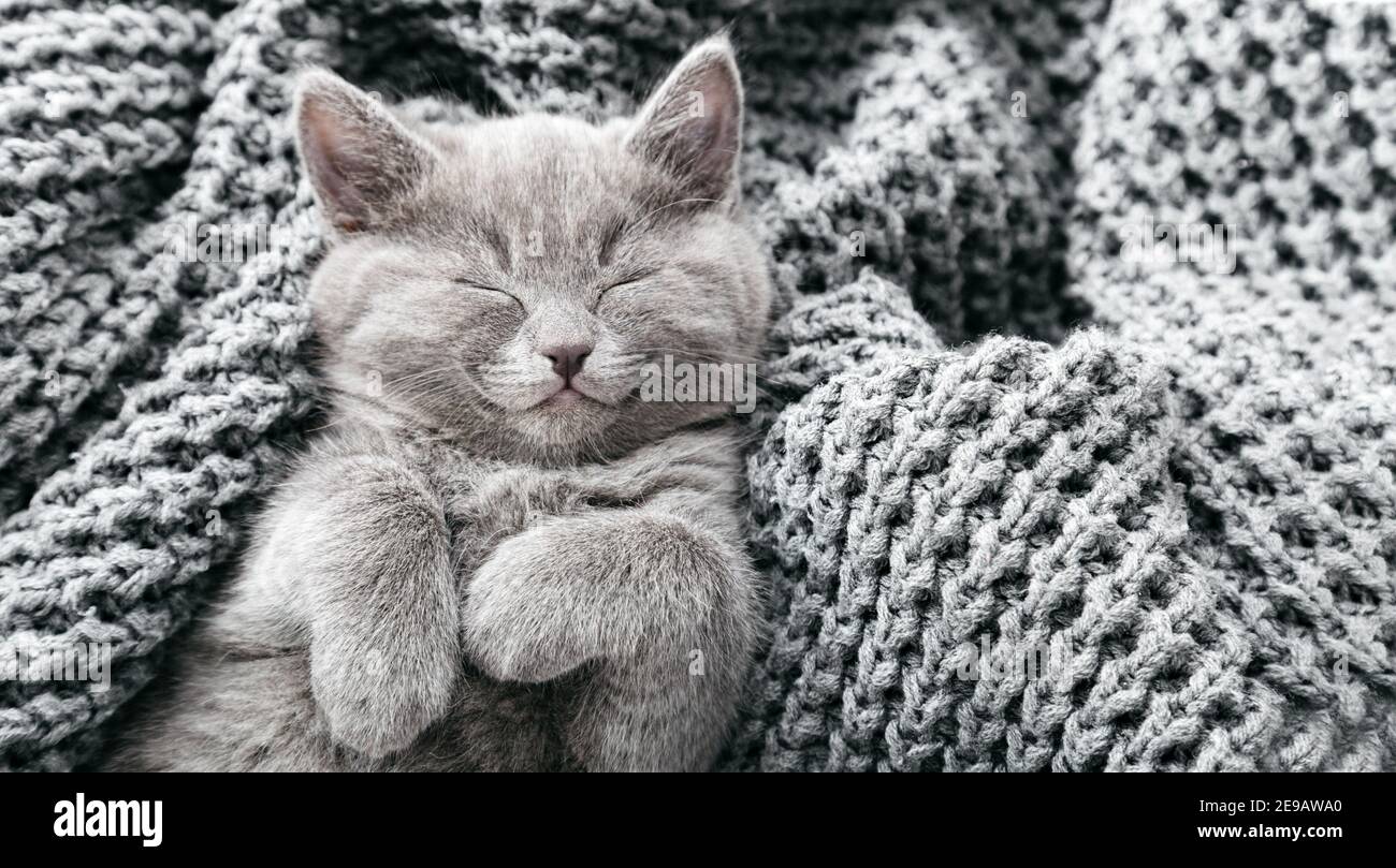 Il gattino britannico grigio giace su morbida coperta di maglia grigia. Cat ritratto con zampe poggiano sul letto. Gli animali domestici dormono comodamente in una casa accogliente. Vista dall'alto Foto Stock