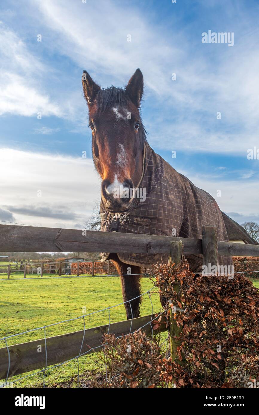 Cavallo che guarda su una recinzione Foto Stock