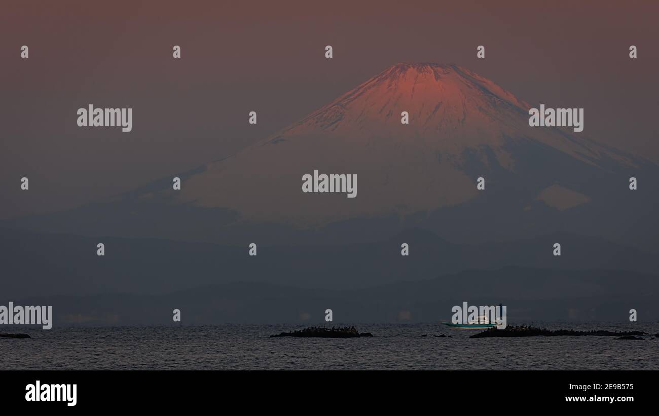 Un'alba di gennaio, con una barca e foche sulle rocce, di fronte al Monte Fuji visto da Hayama, Giappone. Foto Stock