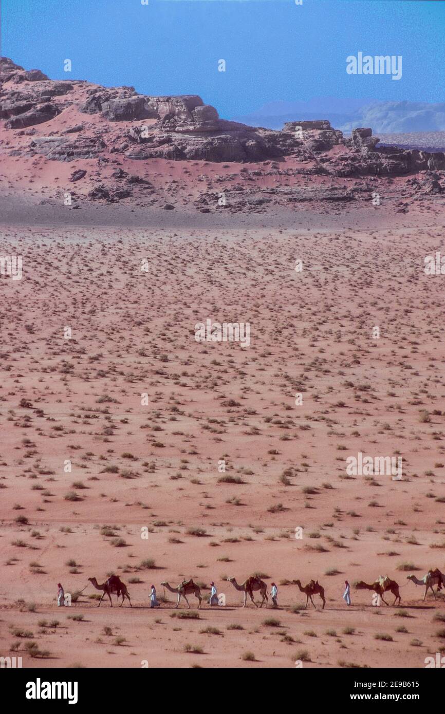 Cammello nel deserto paesaggio Wadi Rum Giordania Foto Stock