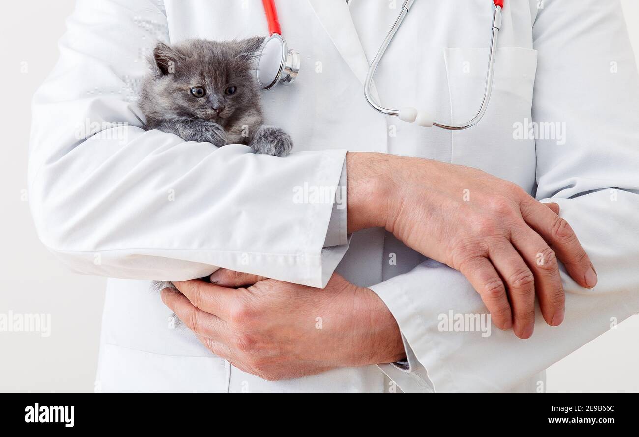 Veterinario medico mani in uniforme bianca con stetoscopio con morbido gattino grigio. Gatto bambino in clinica veterinaria. Medicina veterinaria per animale domestico Foto Stock