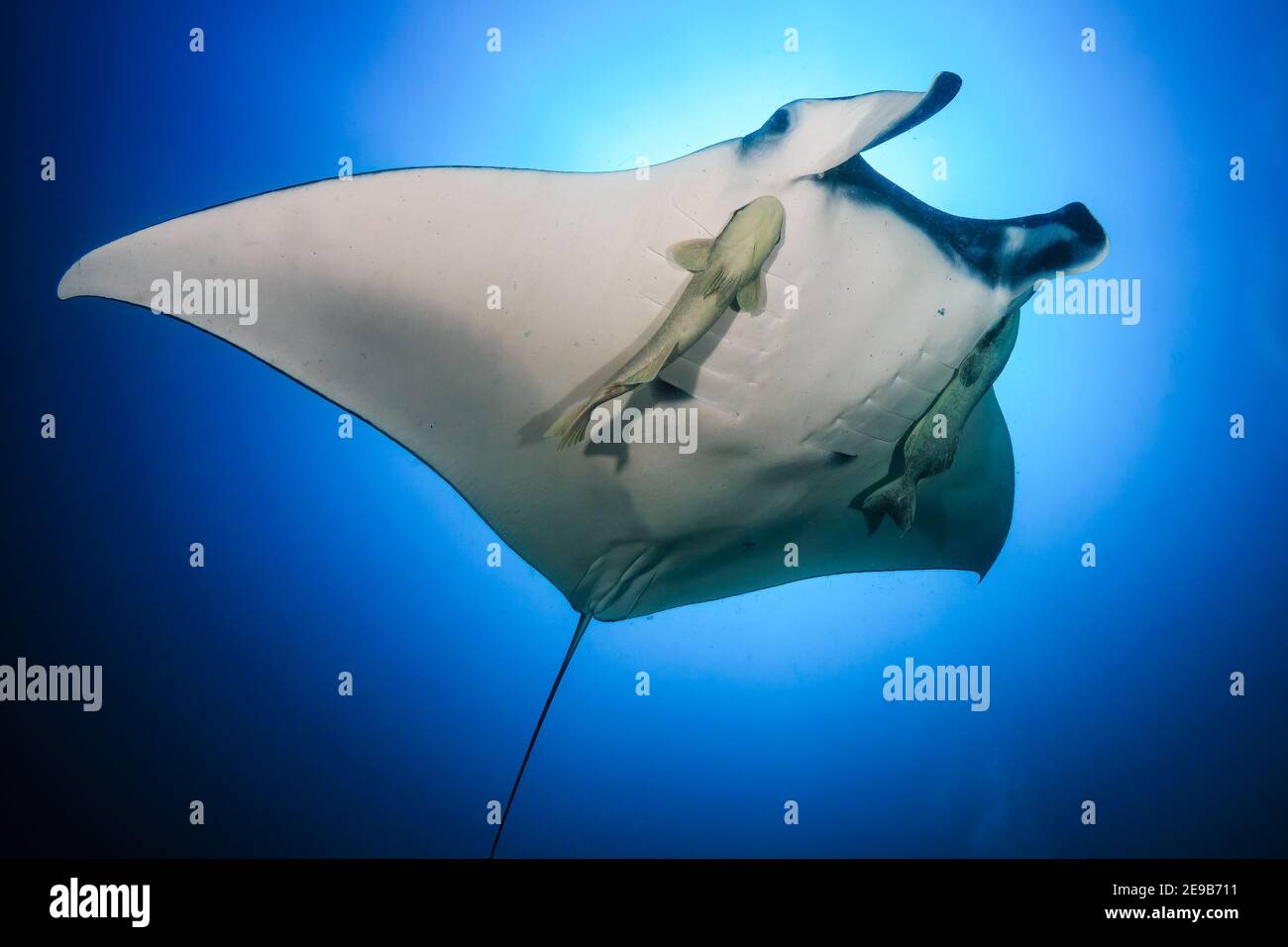 Manta Ray oceanico gigante (Manta birostris) con Remora annessa a nuotare in un oceano blu chiaro. Foto Stock
