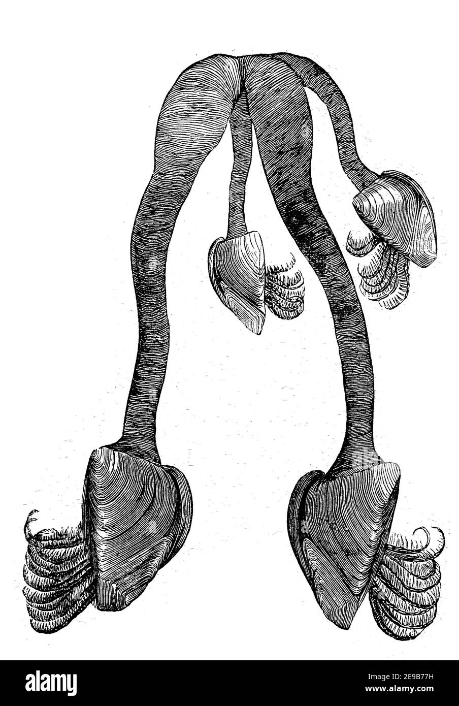 Pascoli d'oca, pedunculata, anche pascoli in stalco, pascoli d'oca, sono crostacei filtranti, illustrazione del 1880 / Entenmuschel, pedunculata, Lepas, eine Ordnung der Krebstiere, Illustrazione aus 1880, Historisch, riproduzione storica, digitale migliorata di un originale del 19 ° secolo / digitale Redukaliner 19. Jahrhundert, Foto Stock