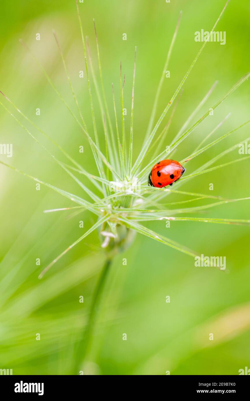 ladybug rosso sui picchi con sfondo verde fuori fuoco Foto Stock