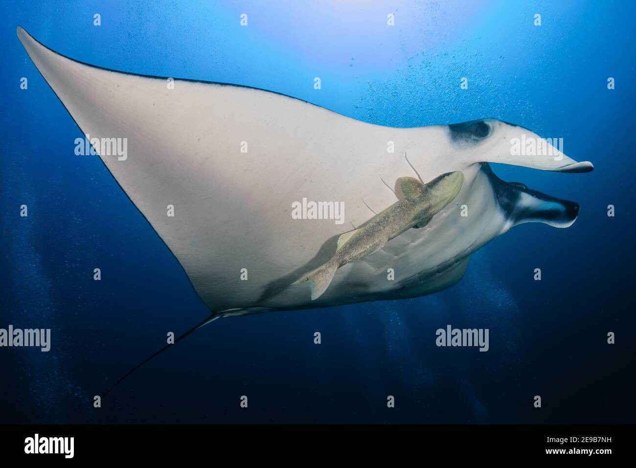 Manta Oceanica Gigante Immagini E Fotos Stock Alamy