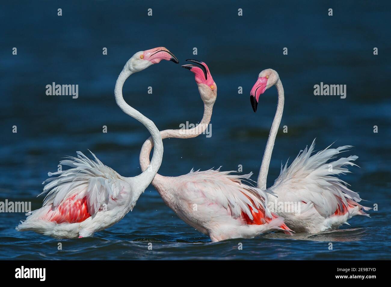 Grande Flamingo (Fenicotterus roseus) gruppo di tre combattimenti durante la mostra di courtship, Sardegna, Italia Foto Stock