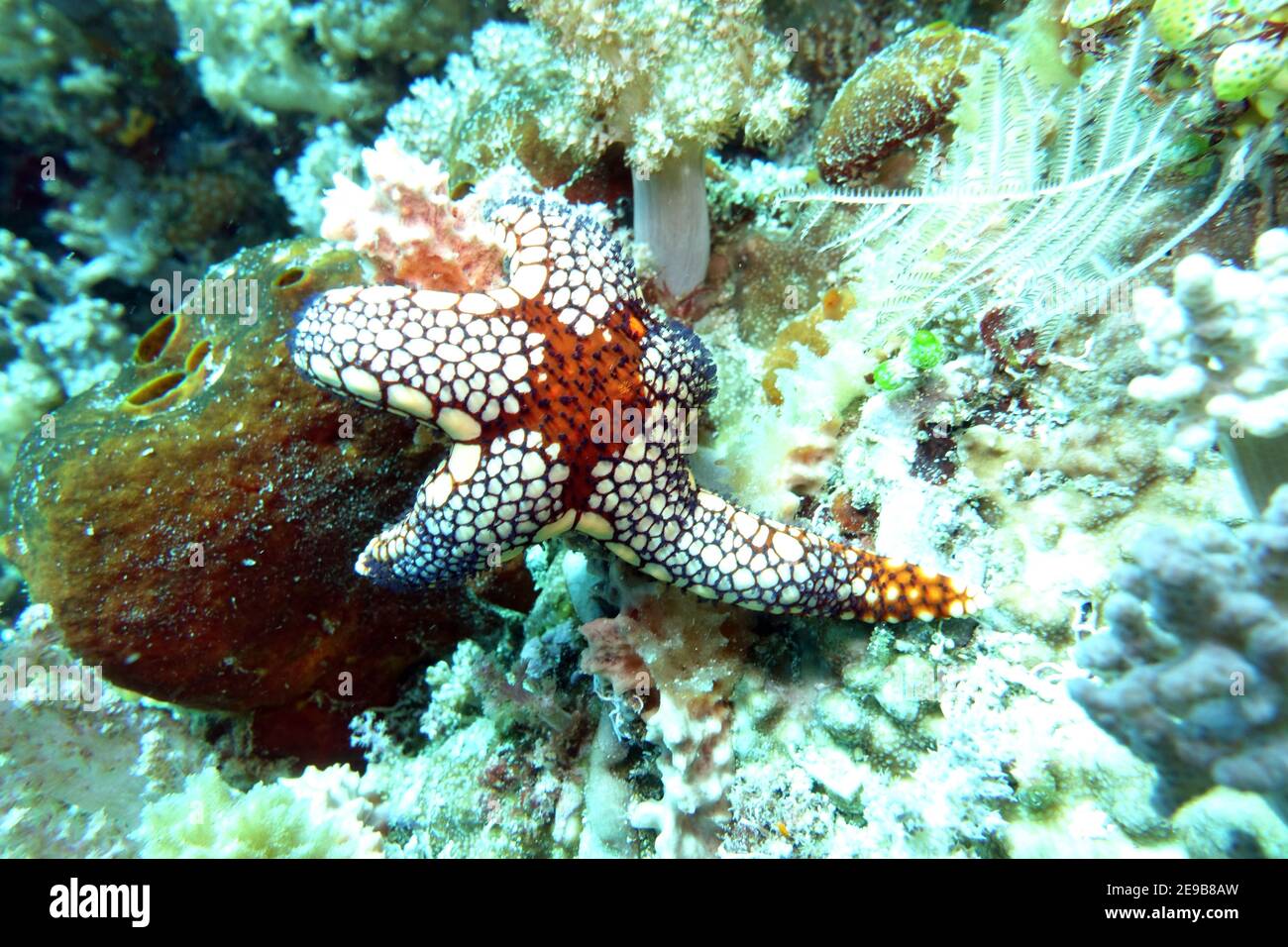 Seestern, wahscheinlich Perl-Seestern oder Roter Maschen-Seestern - Fromia monilis, Nord-Molukken, Halmahera, Indonesien, Lata Lata Foto Stock