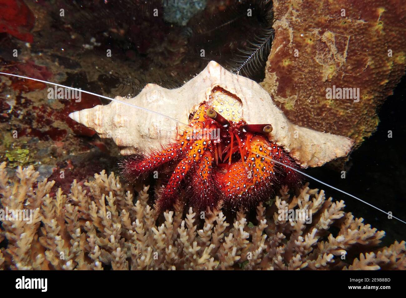 Weiss-Gepunkteter Einsiedlerkrebs - Dardanus megistos, Nord-Molukken, Halmahera, Indonesien, Lata Lata Foto Stock