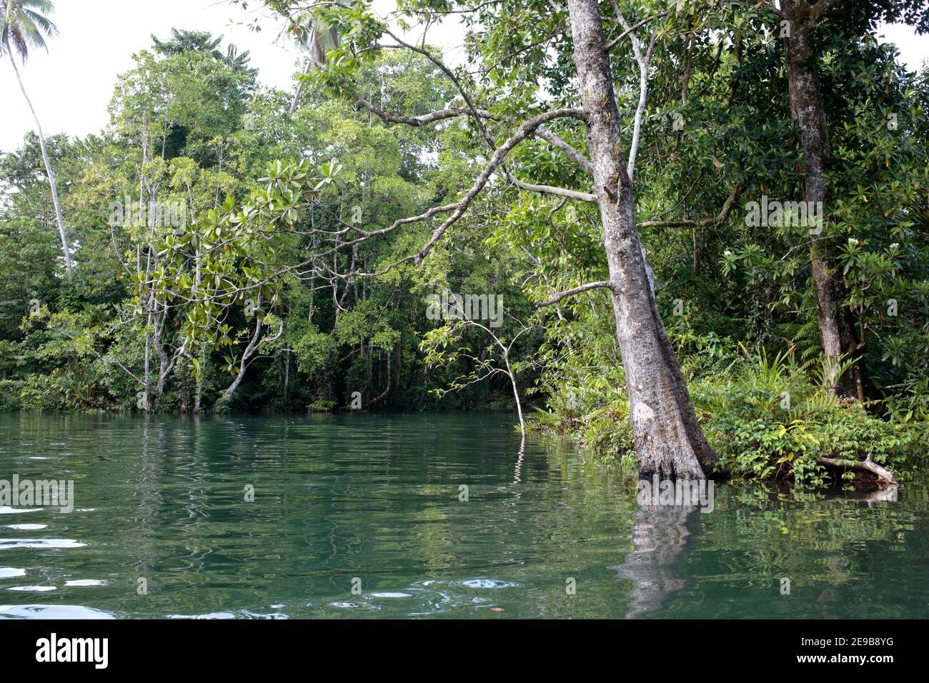 Un canale di ruscello e la vegetazione in riva al mare, accanto allo stretto di Blackett, Isola di Kolombangara, Solomons, Pacifico occidentale 28th gennaio 2017 Foto Stock