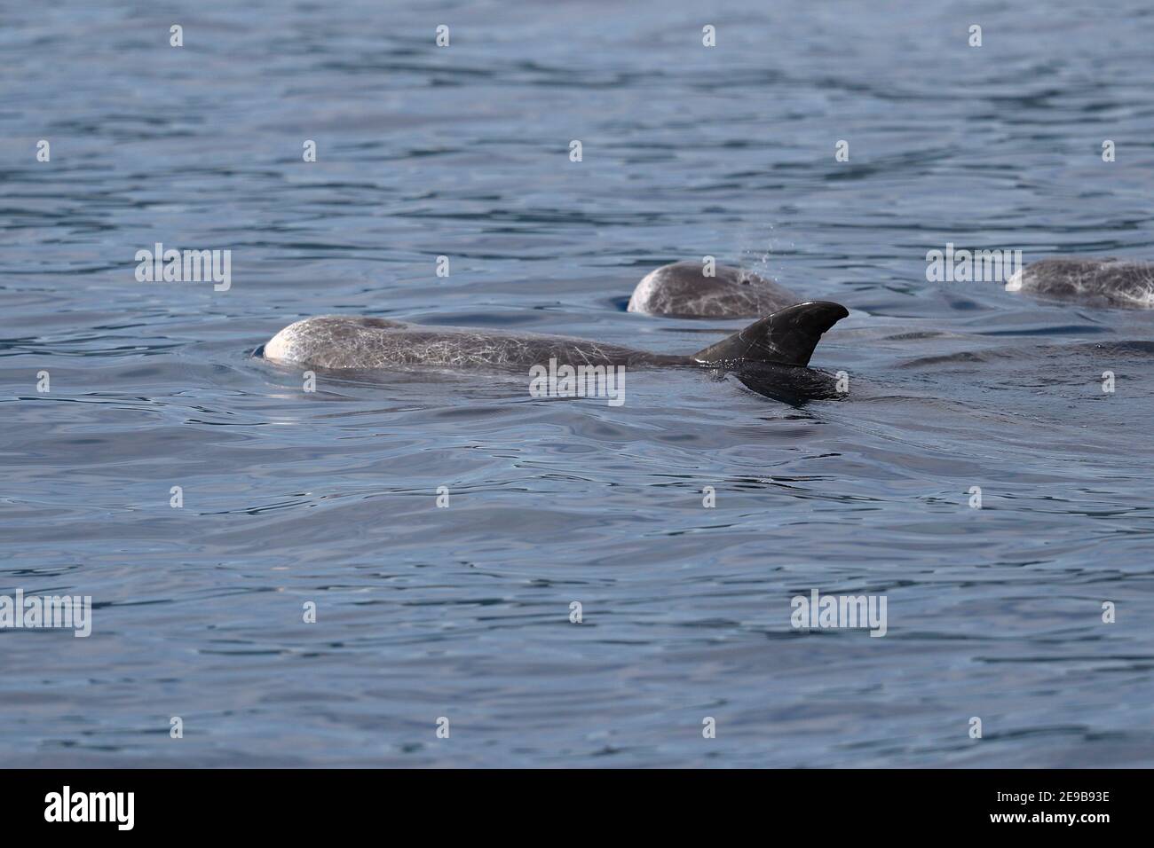 I Delfini di Risso (Grampus griseus), che si affacciano sulla superficie del mare, vicino alla Nuova Irlanda, Papua Nuova Guinea 21 gennaio 2017 Foto Stock