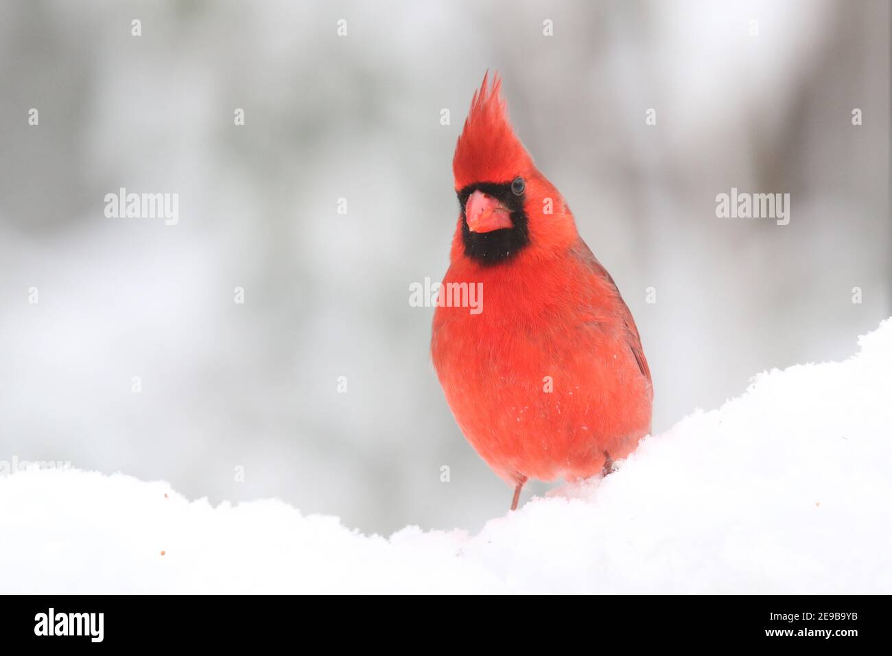 Rosso brillante maschio Nord Cardinalis Cardinalis Cardinalis perching in inverno neve Foto Stock