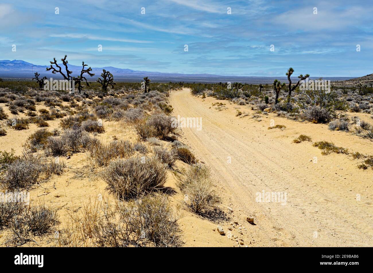 Strada sterrata del deserto sabbioso che conduce dal cactus e spazzola nella valle verso la catena montuosa di distanza sotto il cielo blu con le nuvole bianche. Foto Stock