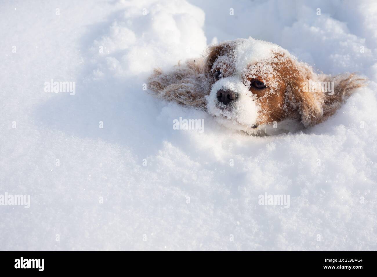 Cane Cavalier Re Charles Spaniel coperto di neve che si muove in inverno su campo innevato. Museruola di animale bloccato nella deriva della neve. Primo piano, copia Foto Stock