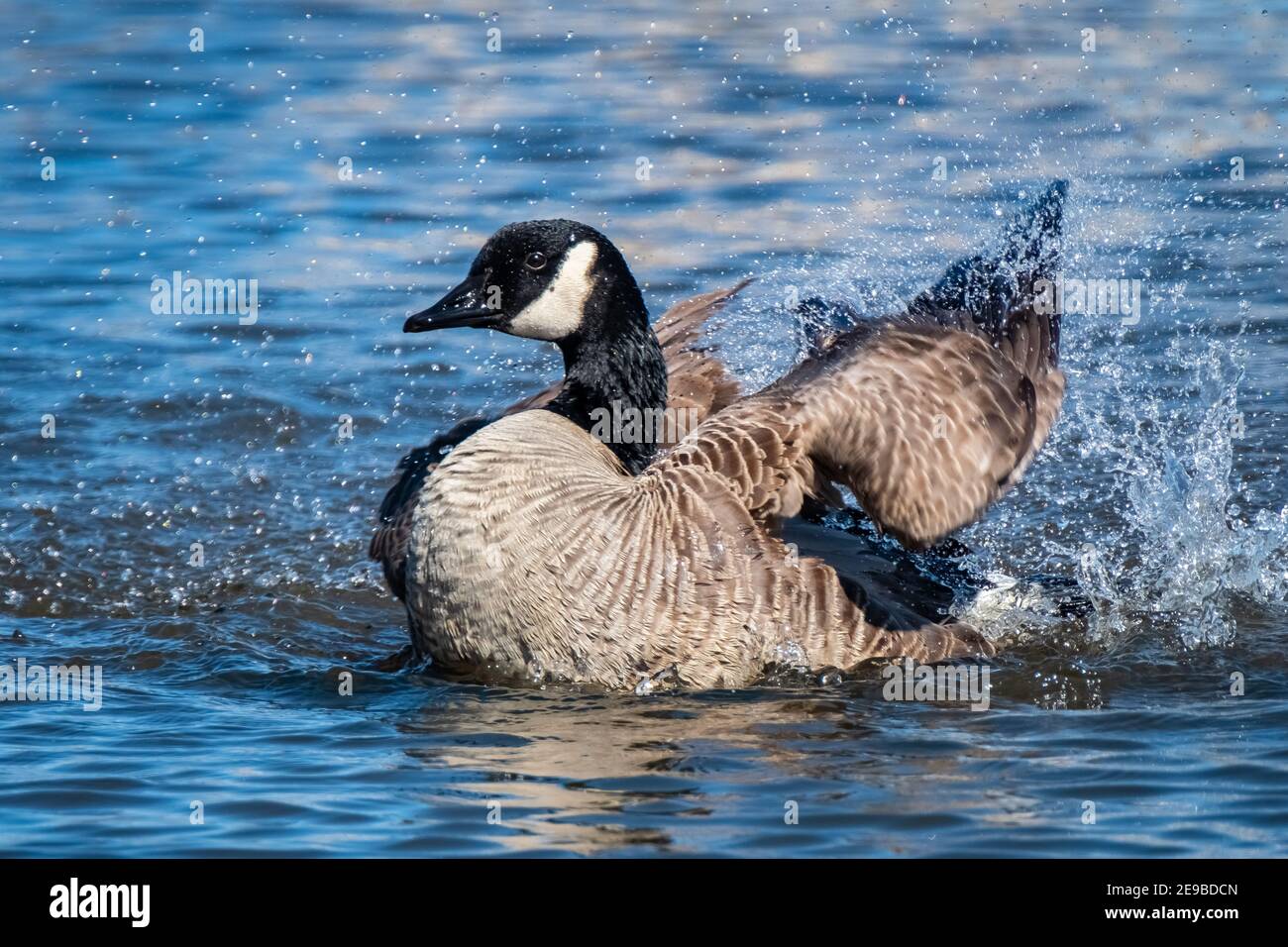Un'oca del Canada (Branta canadensis) fa un atterraggio di tuffo in stagno della palude. Foto Stock