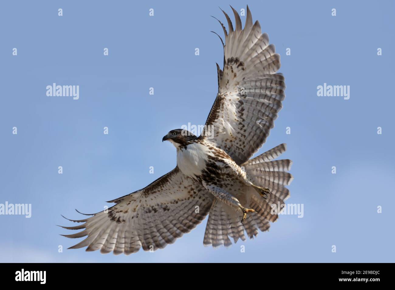 Falchi dalla coda rossa che volano o atterrano in inverno Foto Stock