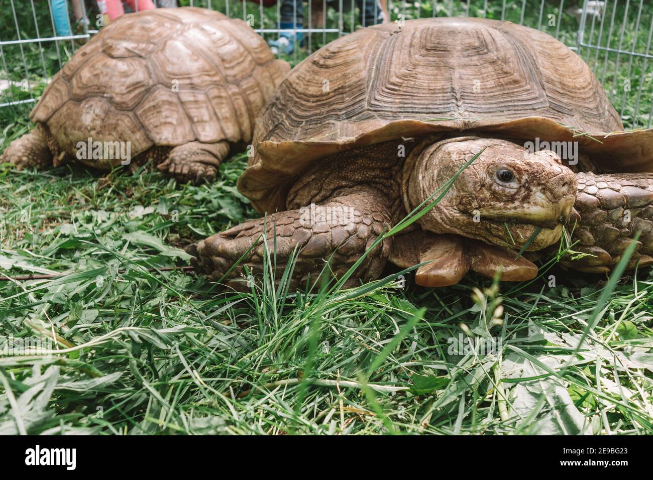 Due tartarughe giganti nell'erba verde dello zoo. Le tartarughe strisciano lentamente sull'erba e lo mangiano. Primo piano. Foto Stock