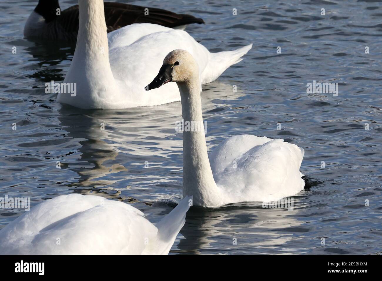 Barcovan Beach cigno gregge Foto Stock