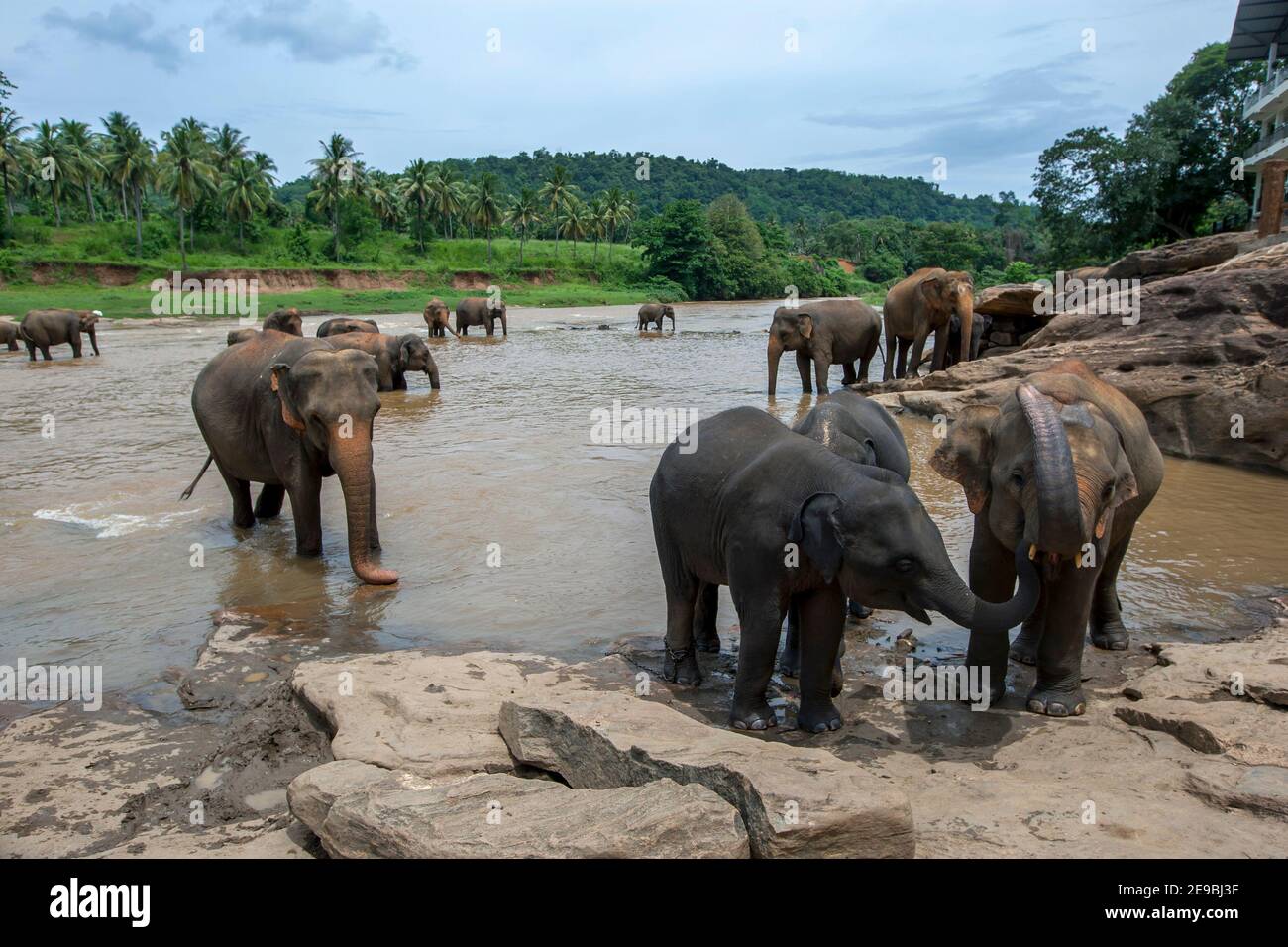 Elefanti dell'Orfanotrofio degli Elefanti di Pinnawala nel centro dello Sri Lanka, nel fiume Maha Oya. Foto Stock