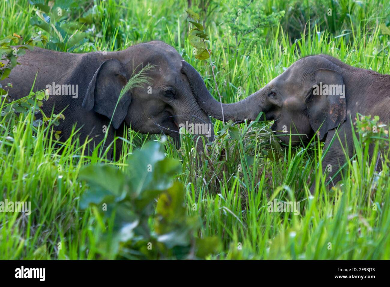 Elefanti selvatici che giocano tra la vegetazione lussureggiante accanto alla strada vicino Habarana nel centro dello Sri Lanka. Foto Stock