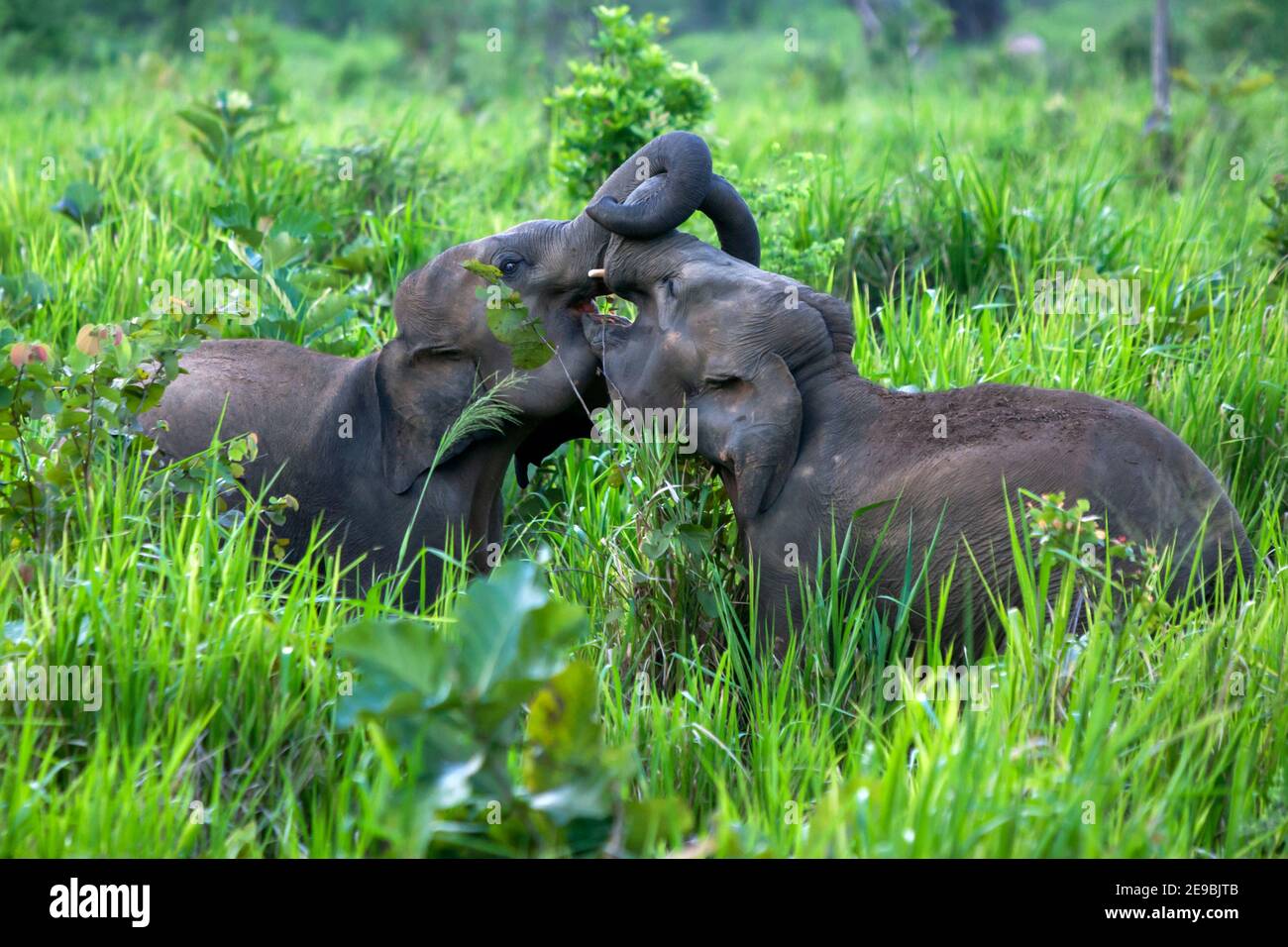 Elefanti selvatici che giocano tra la vegetazione lussureggiante accanto alla strada vicino Habarana nel centro dello Sri Lanka. Foto Stock