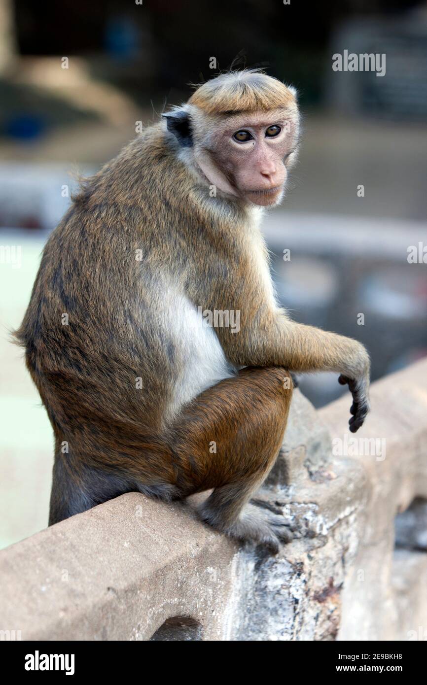 A Toque macaques (nome scientifico Macaca sinica) seduta su un muro a Koneswaram Kovil a Trincomalee sulla costa orientale dello Sri Lanka. Foto Stock