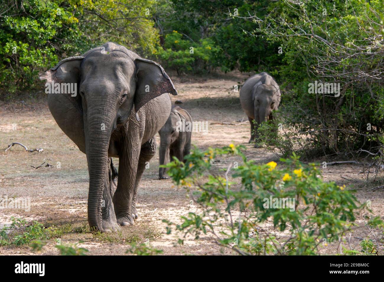 Un elefante conduce i suoi due cuccioli verso un buco di irrigazione nel Parco Nazionale di Yala, nello Sri Lanka meridionale. Foto Stock