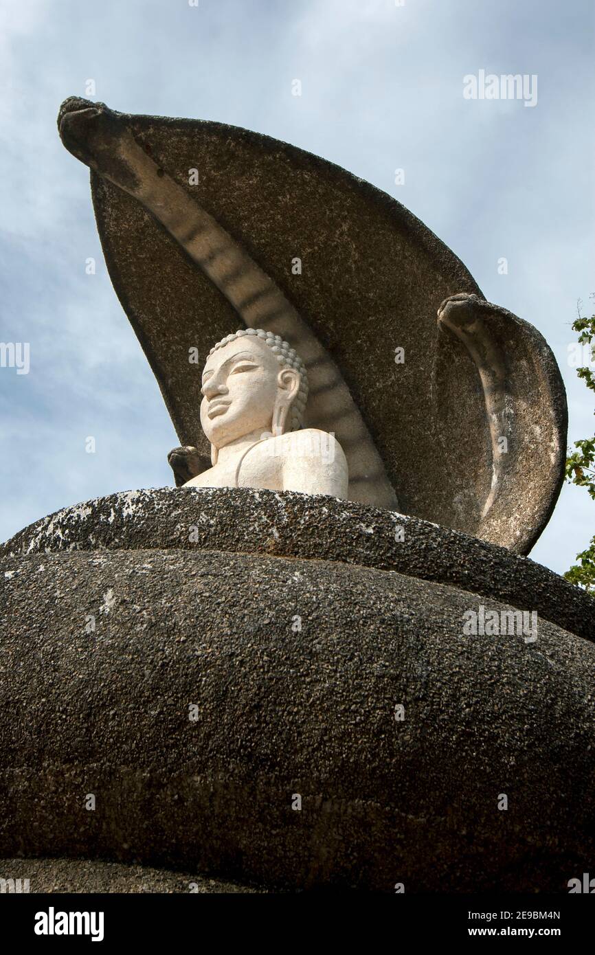 La statua del Buddha splendidamente progettata con ombrello Cobra nel villaggio di Pidurangala vicino a Sigiriya nel centro dello Sri Lanka. Il corpo delle cobra forma la base. Foto Stock