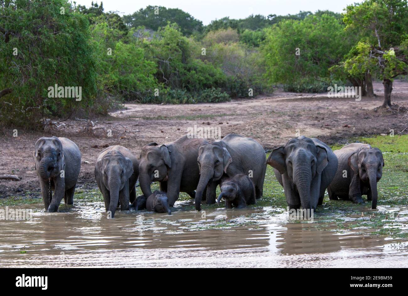 Una mandria di elefanti selvatici e vitelli beve in una sorgente all'interno del Parco Nazionale di Yala vicino a Tissamaharama, nello Sri Lanka meridionale, nel tardo pomeriggio. Foto Stock