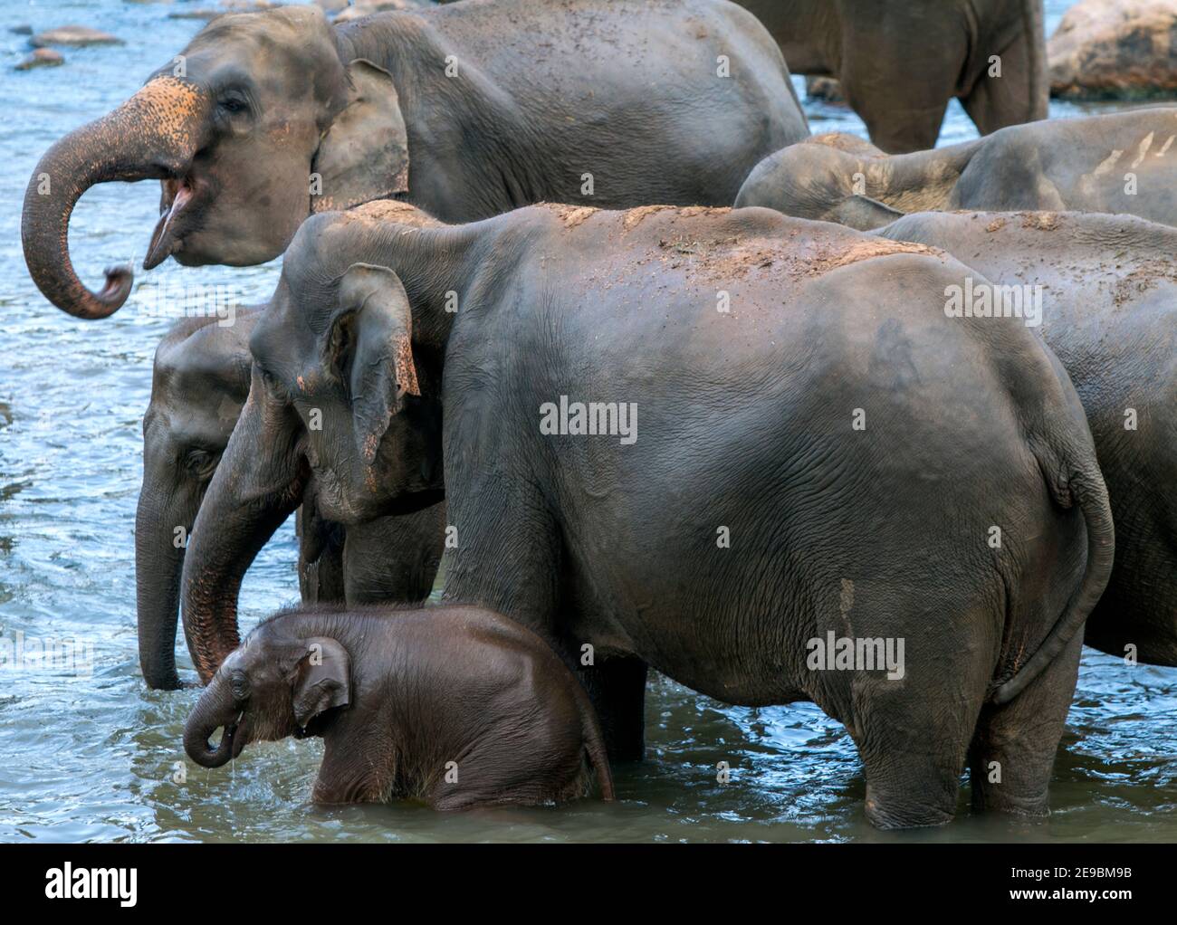 Elefanti del bagno dell'Orfanotrofio degli Elefanti di Pinnawala nel fiume Maha Oya, nello Sri Lanka centrale. Foto Stock