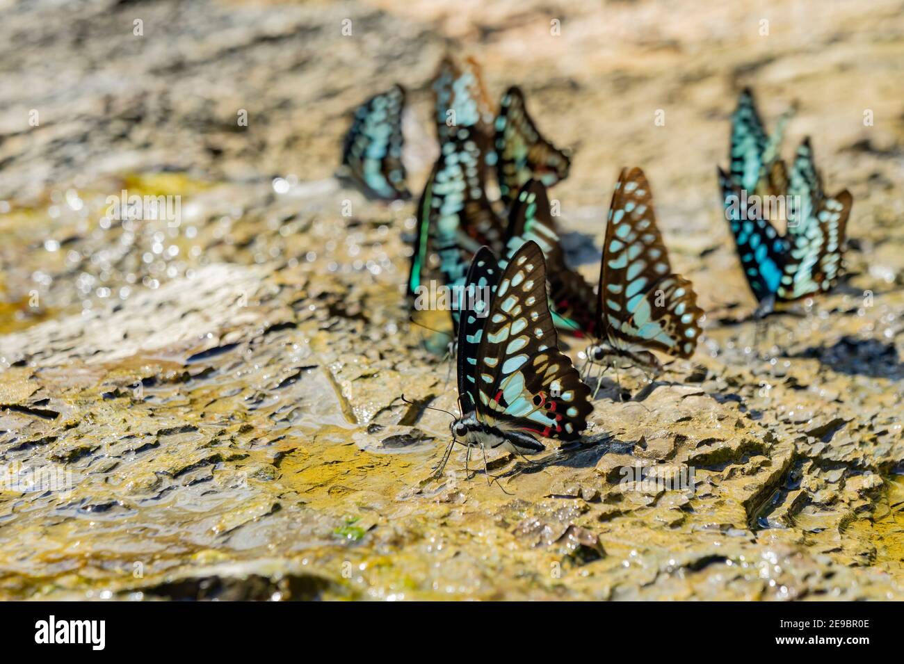 Primo piano di molti comuni jay acqua potabile a Taipei, Taiwan Foto Stock