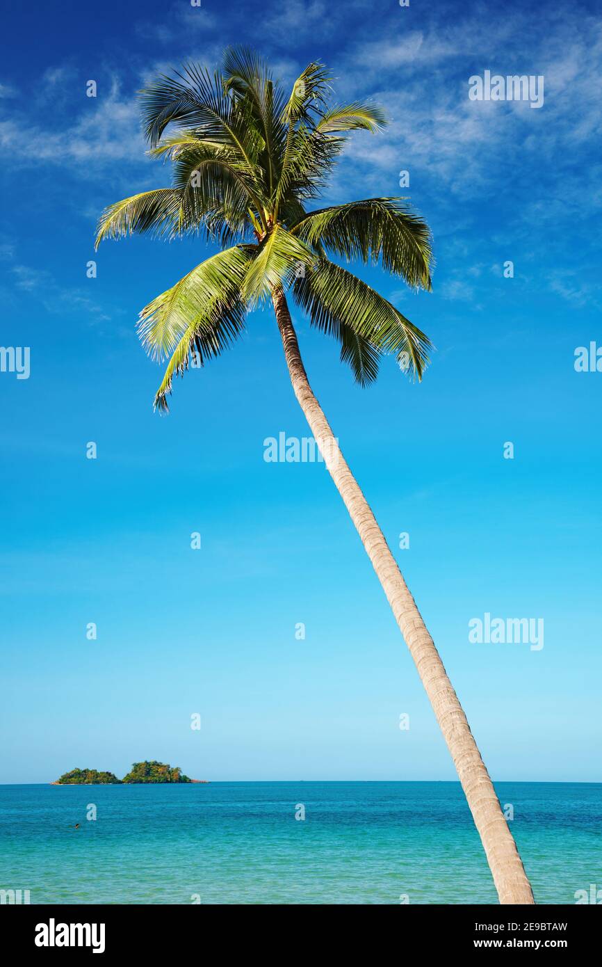 Palme da cocco contro il cielo blu, isola di Chang, Thailandia Foto Stock