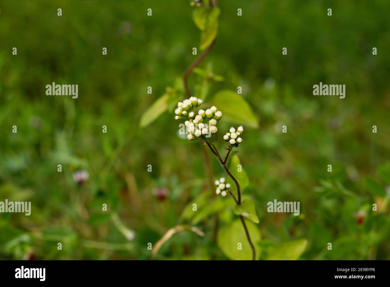 Scalando Hempweed fiore o Mikania scandens è un ramificato slender-stemmed vite perenne Foto Stock