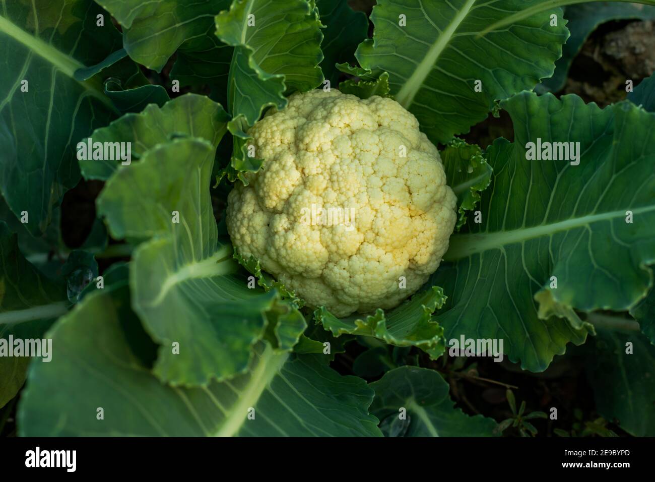 Il cavolfiore è un vegetale crucifero che assomiglia ad una versione bianca del suo cugino, il broccoli Foto Stock