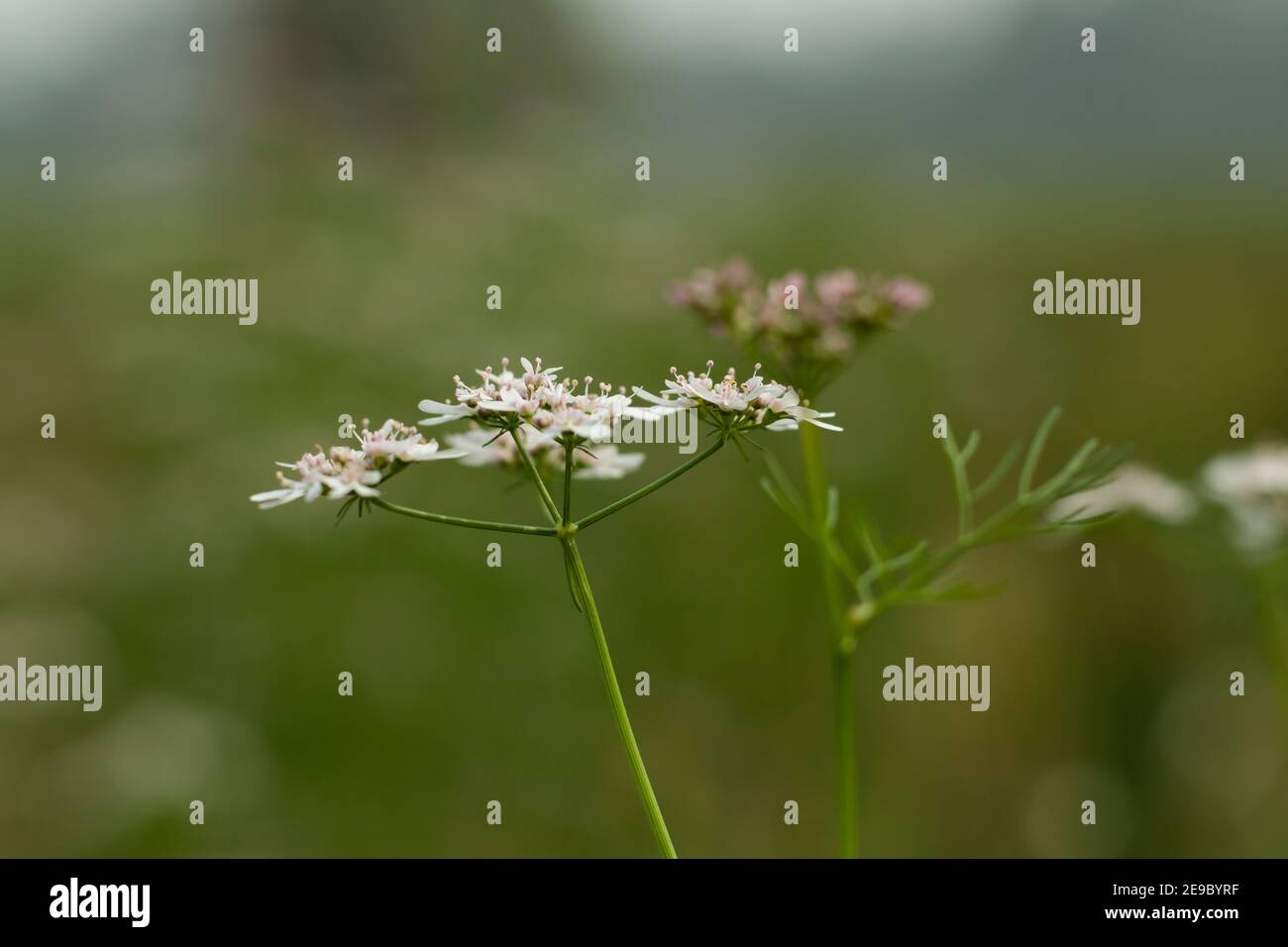 Il coriandolo è un'erba morbida frondosa che è interamente commestibile. Cresce di 50 cm di altezza e produce piccoli fiori biancastra-rosa Foto Stock