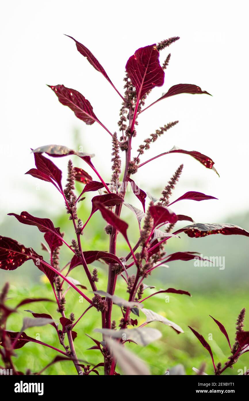 Superriduttore, spinaci rossi o piantagione di fiori di Lal shak che sono una grande verdura Foto Stock