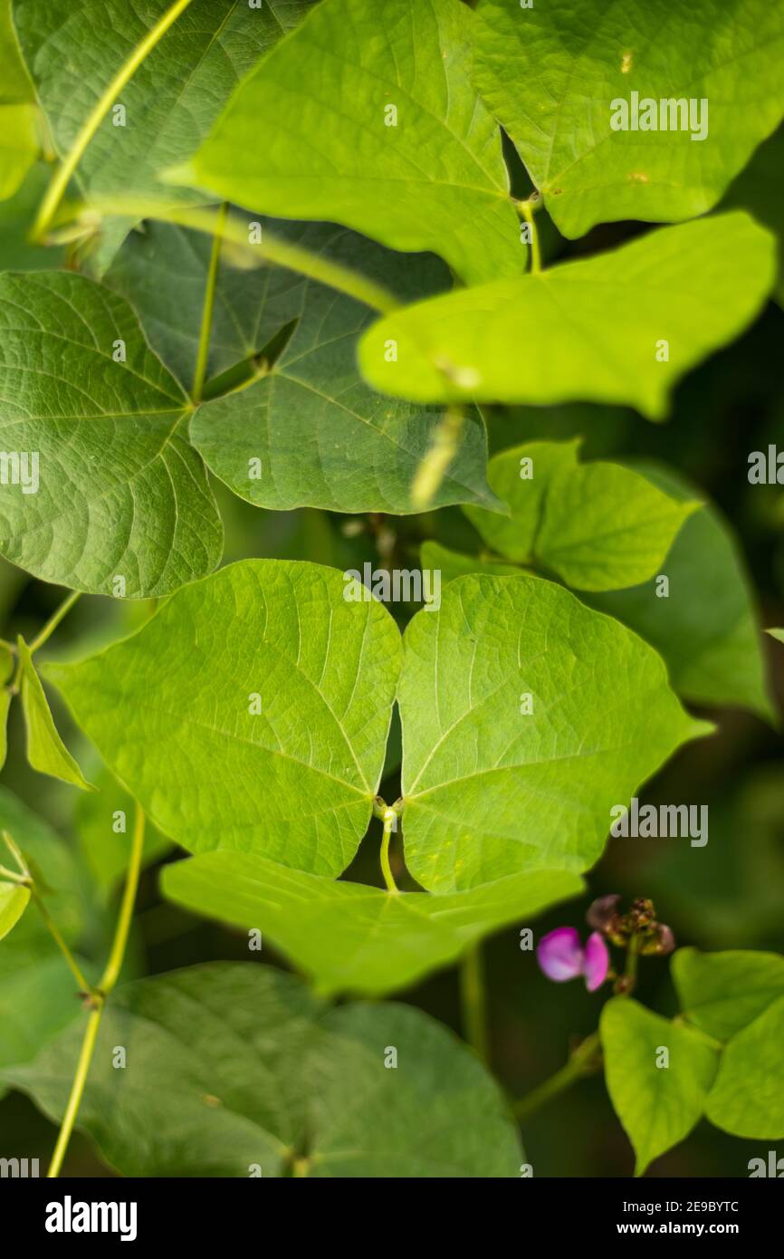 I fagioli verdi sono il frutto giovane e non maturo di varie cultivar del fagiolo comune Foto Stock I fagioli verdi sono il frutto giovane e non maturo di varie cultivar del fagiolo comune Foto Stock