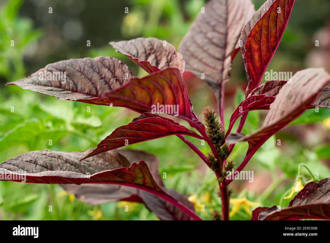 Spinaci rossi o superriduttore o Lal Shak piantagione di fiori in villaggio closeup Foto Stock