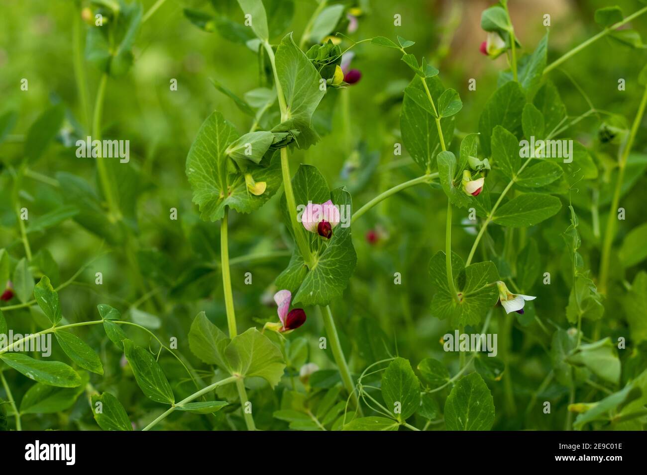 Il vegetale ideale o fiore di Pea o motore Shruti da Famiglia Pisum sativum Foto Stock