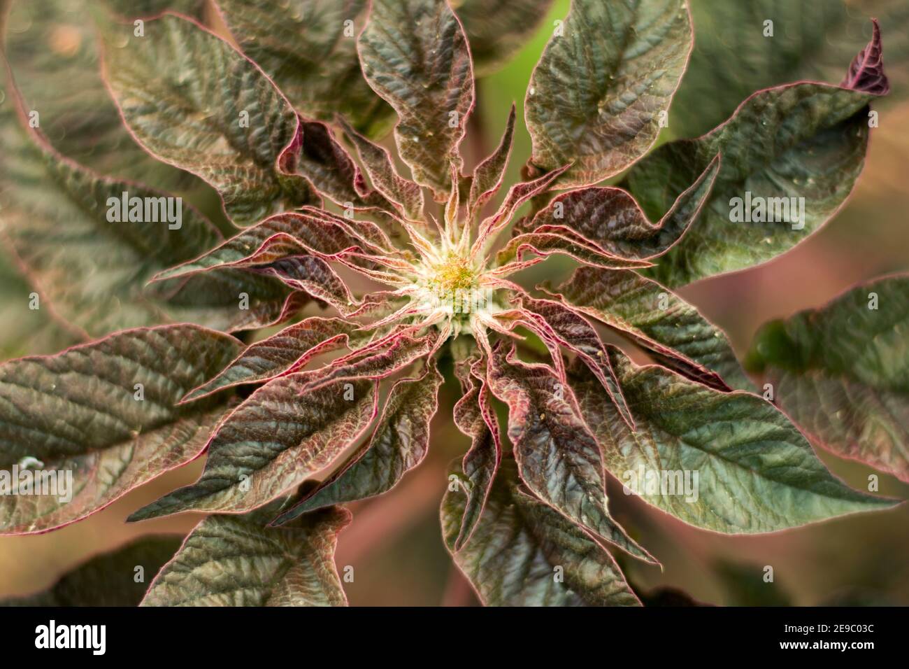Vista dall'alto spinaci rossi e verdi o superriduttore o Lal shak piantagione di fiori Foto Stock